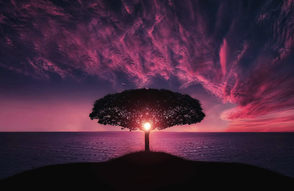 Lone tree under dramatic purple and pink sunset sky